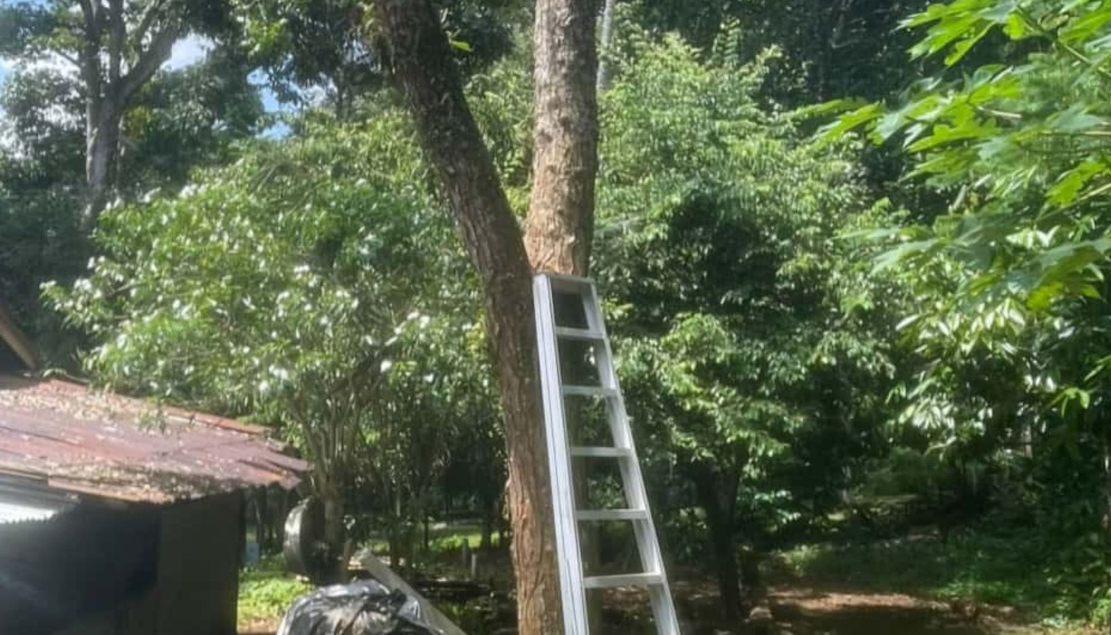 பாலிங்கில் பயங்கரம்; திருமணமான இரண்டாவது நாளில் வேப்ப மரத்தில் தூக்கில் தொங்கிய ஆடவர்