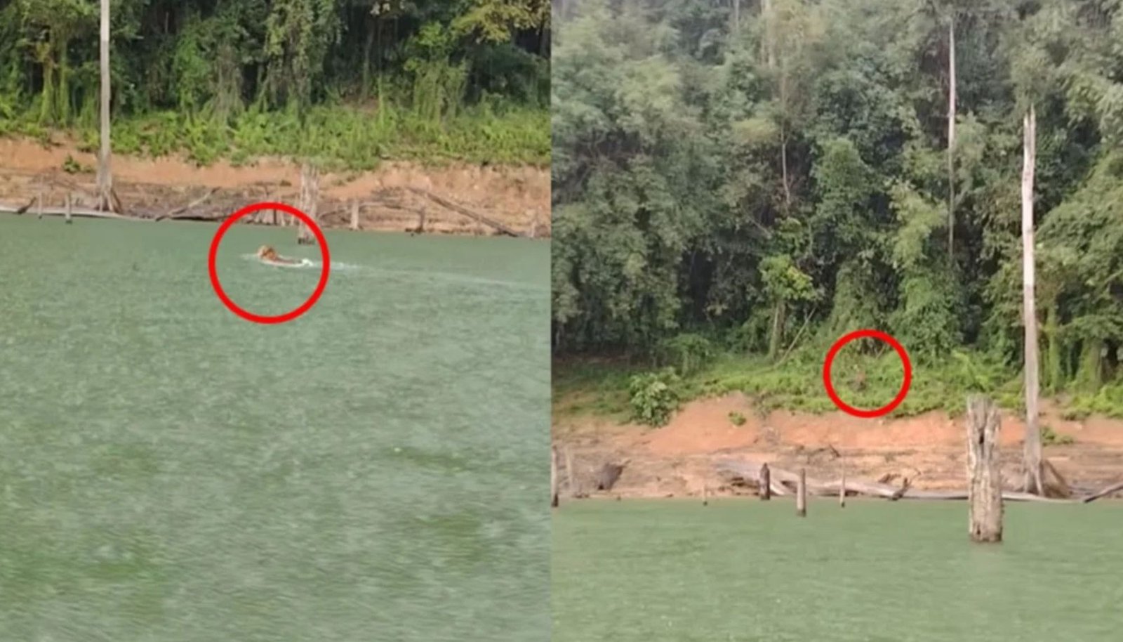 மலாயாப் புலி நீந்தும் ஒய்யாரக் காட்சி; வைரல் வீடியோவால் வலைத்தளவாசிகள் மகிழ்ச்சி