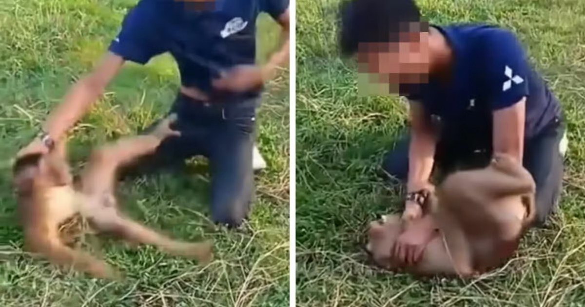 குரங்கை சித்ரவதை செய்த இருவர் கிளந்தானில் கைது