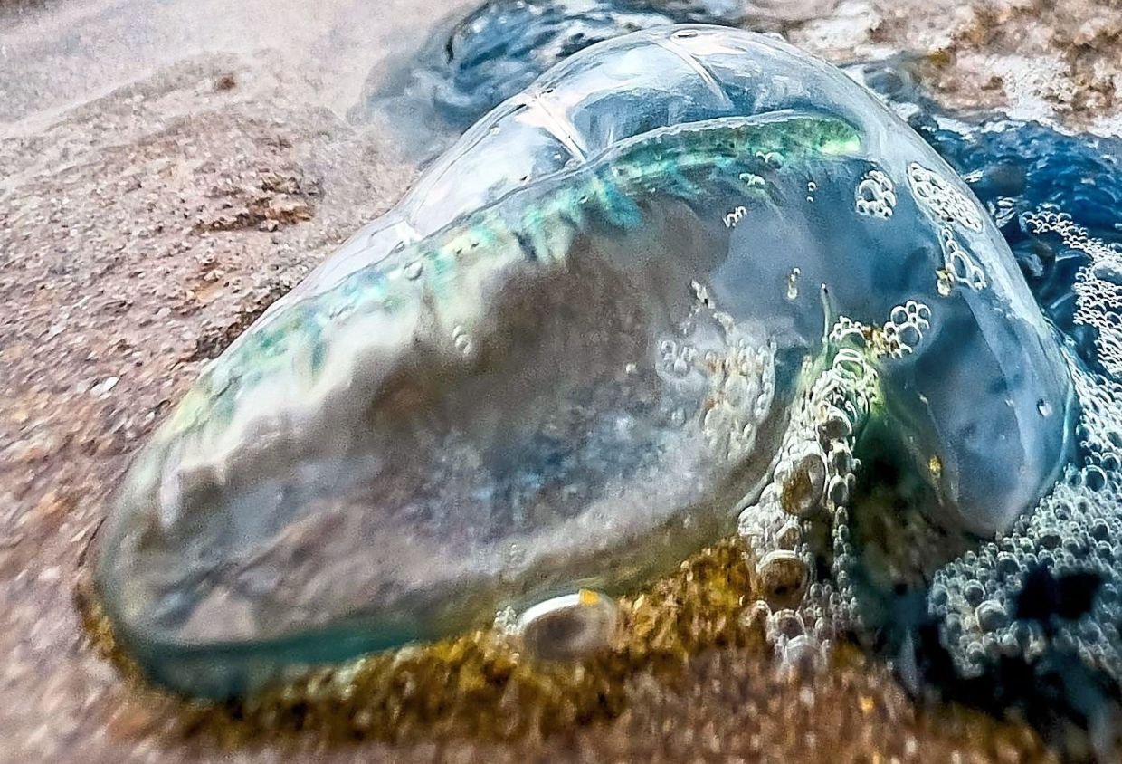 லங்காவியில் கடந்தாண்டு மட்டும் 73 பேர் மீது ஜெல்லி மீன் தாக்குதல்