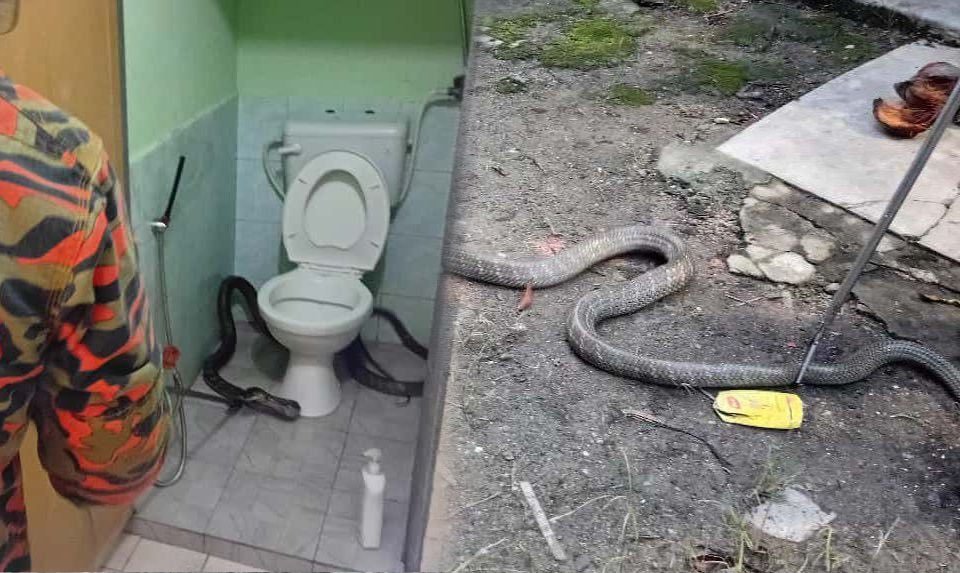 பாலிங்கில் சிக்கிய 5 அடி ராஜ நாகம்