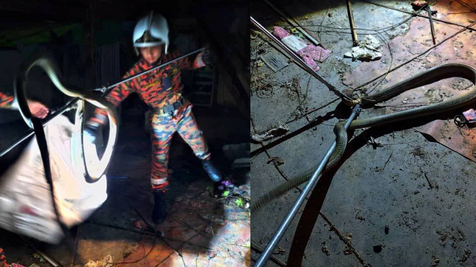 காலி வீட்டில் ஒளிந்திருந்த 3 மீட்டர் ராஜ நாகம்; கெடா பாலிங்கில் பரபரப்பு