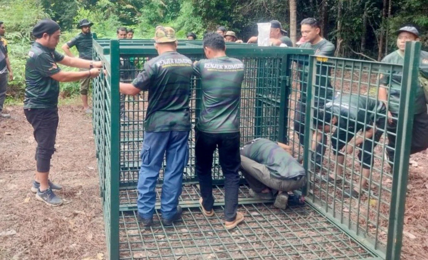 ரொம்பின் Kampung Selendang பகுதியில் புலிகளால் அச்சம்: கலக்கத்தில் மக்கள்