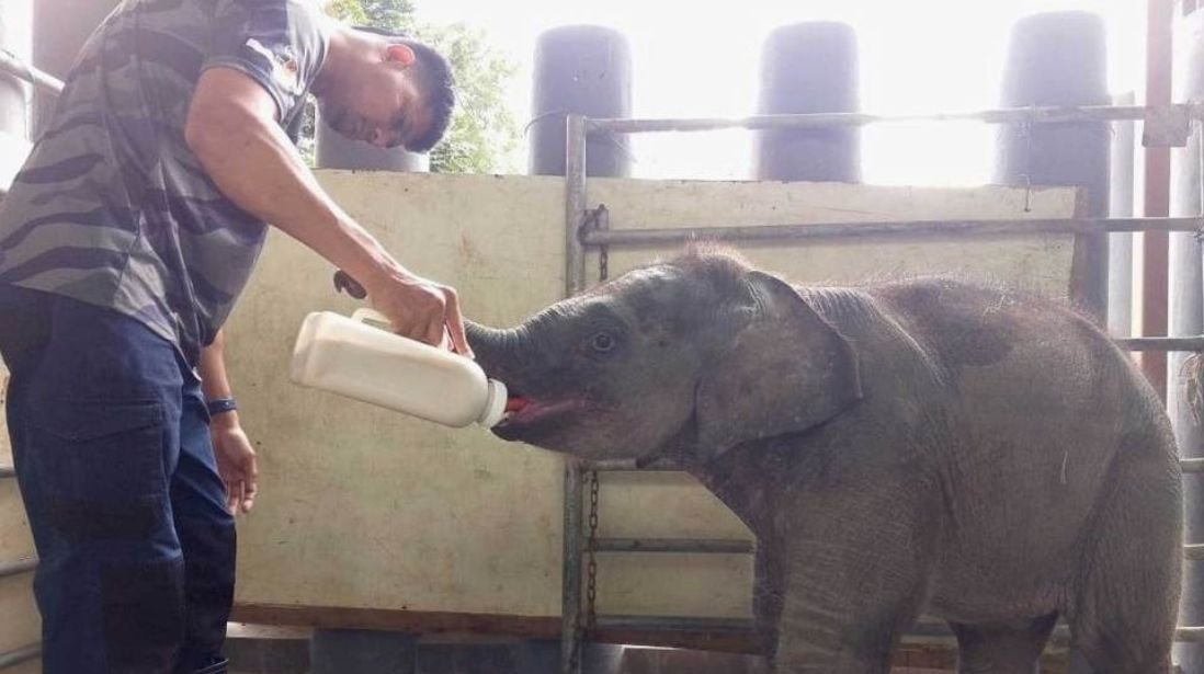 நோயிலிருந்து தஞ்சோங்  யானைக்குட்டி முழுமையாக குணமடைந்தது