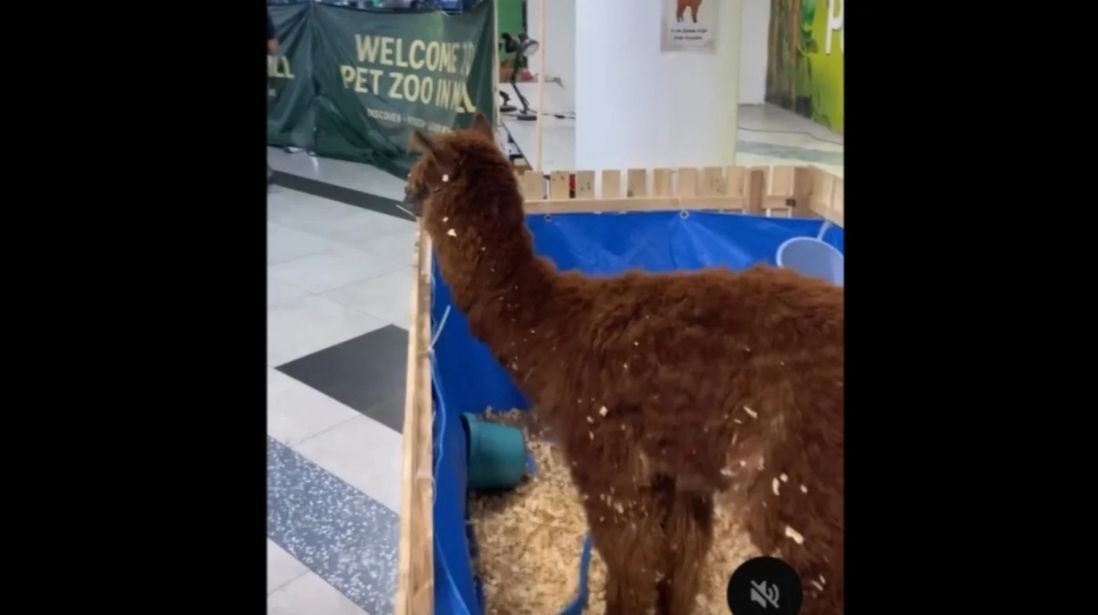 பேரங்காடியில் குறுகிய கூண்டில் அல்பாக்கா;  சமூக வலைத்தளங்களில் கண்டனம்