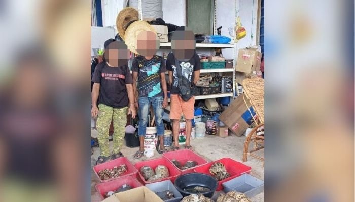 பல்வேறு வகை ஆமைகள்  கடத்தும் கும்பலின் முயற்சி முறியடிப்பு