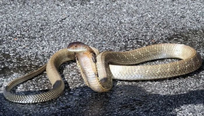 கடந்த ஆண்டு நாடு முழுவதும் 140,000 பாம்பு பிடிப்பு சம்பவங்கள் – மலேசிய பாதுகாப்புப் படை
