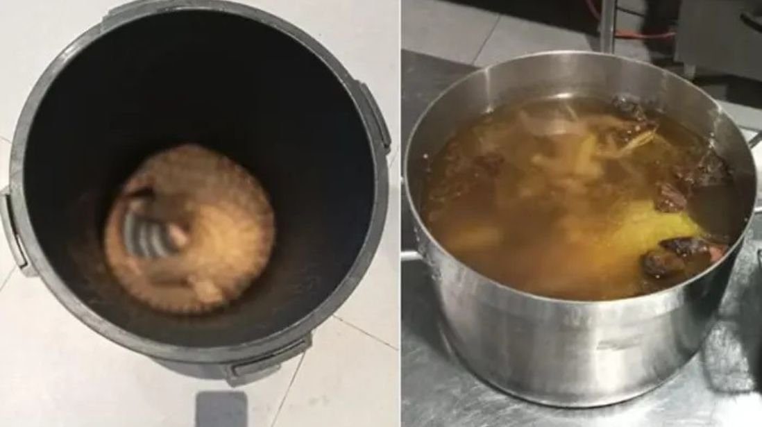 சபா சுற்றுலா விடுதியில் சுற்றுலாப் பயணிகளுக்கு அபூர்வ விலங்கு இறைச்சி உணவுகள்; அதிரடி சோதனை நடத்திய சபா வனவிலங்கு துறை