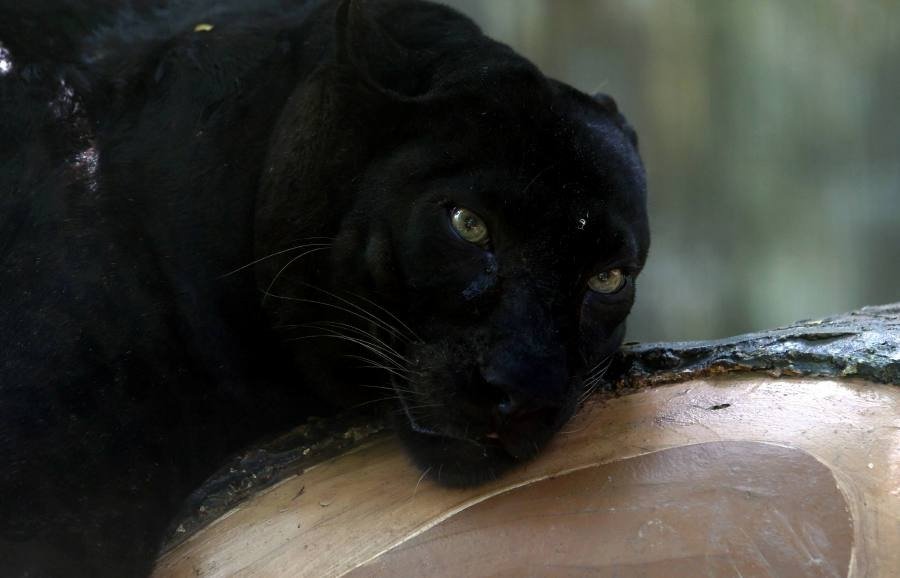 தேசிய மிருகக்காட்சி சாலையின் புதிய ஈர்ப்பு; ‘Apoh’ கரும்புலி