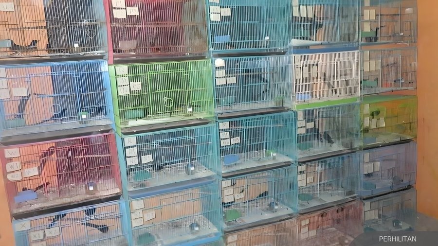 பறவைகள் கடத்தல் மையம் கண்டுபிடிப்பு: 180 Murai Batu பறவைகள் பறிமுதல்