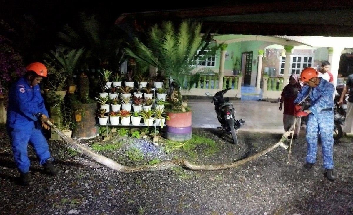 பேராக் பண்டார் பாருவில் கோழியை விழுங்கிய 70 கிலோ மலைப்பாம்பு