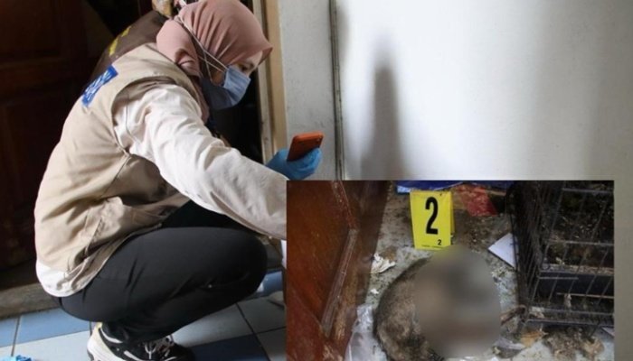 சுபாங் ஜெயா அடுக்கு மாடி குடியிருப்பில்  41 பூனைகள் இறந்து  கிடந்தன. 36 பூனைகள் மெலிந்த நிலையில் காணப்பட்டது