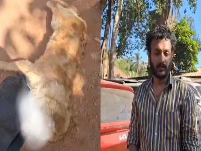 பூட்டப்பட்ட காரில் பல மணிநேரம் இருந்த கோல்டன் ரெட்ரீவர் நாய் வெப்பம் மூச்சுத் திணறலால் இறந்தது.