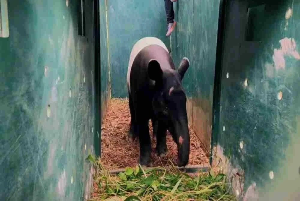 வீடியோ வைரலானதை அடுத்து காயமடைந்த Tapir விலங்கு மீட்கப்பட்டது