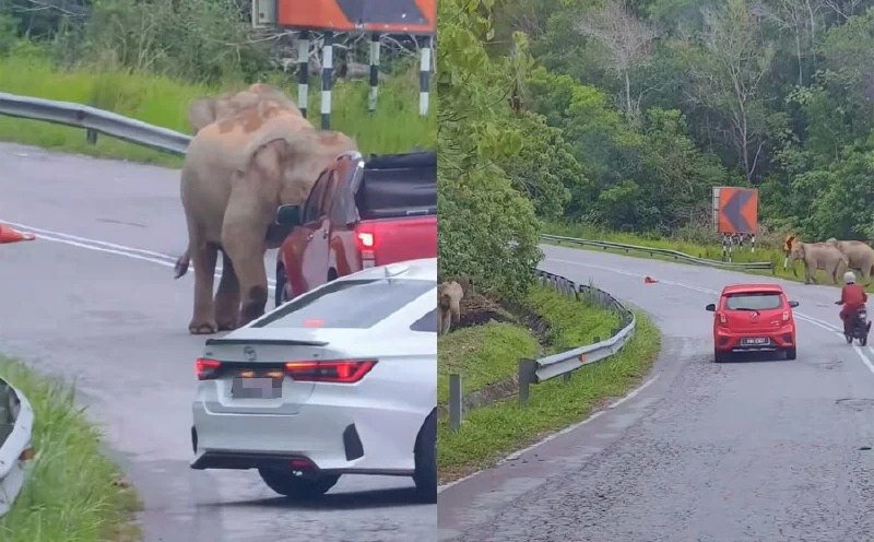 கெரிக்கில் வாகனமோட்டிகளை பீதியடைச் செய்த யானை