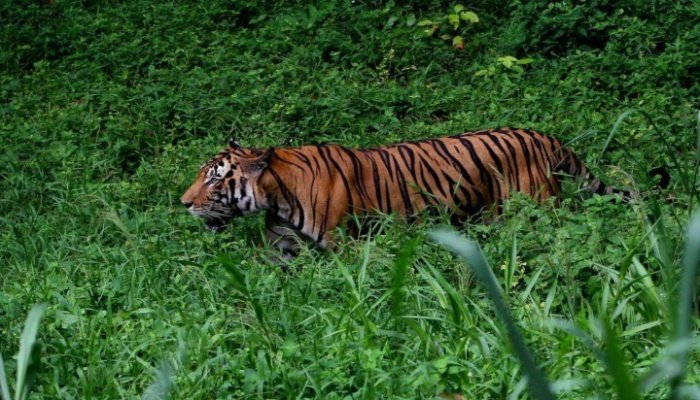 அண்டை நாட்டைச் சேர்ந்த வேட்டையாடும் கும்பலின் குறி, மலாயா புலி
