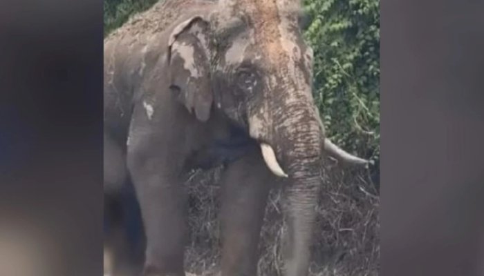 கிழக்கு-மேற்கு நெடுஞ்சாலையில் காயமடைந்த ஆண் யானை: தினமும் இரு முறை கண்காணித்து வருகிறது PERHILITAN